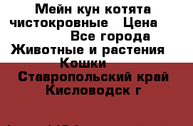 Мейн-кун котята чистокровные › Цена ­ 25 000 - Все города Животные и растения » Кошки   . Ставропольский край,Кисловодск г.